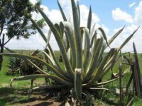 /album/nejvetsi-veci-na-svete/uigvzhguujv-jpg/